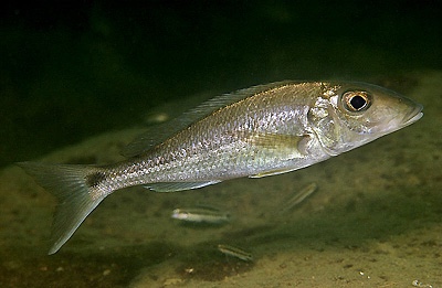 Grammatotria lemairii 'Cape Nangu'